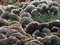 Hjemmeside indhold om bl.a. træ svampe som disse.